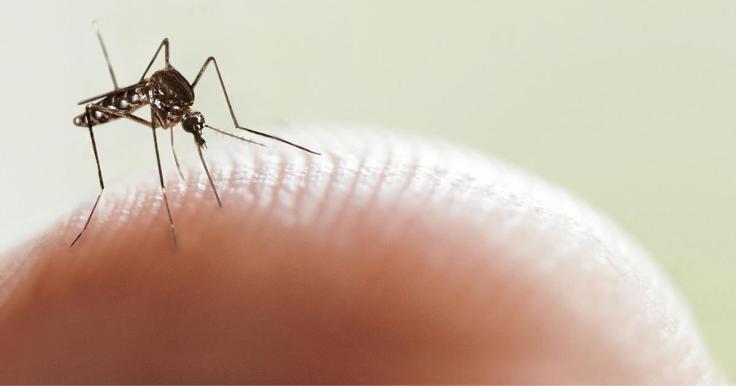 codigo salud online dengue (3)